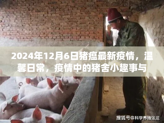 猪瘟疫情下的温馨日常,猪舍趣事与家的温暖