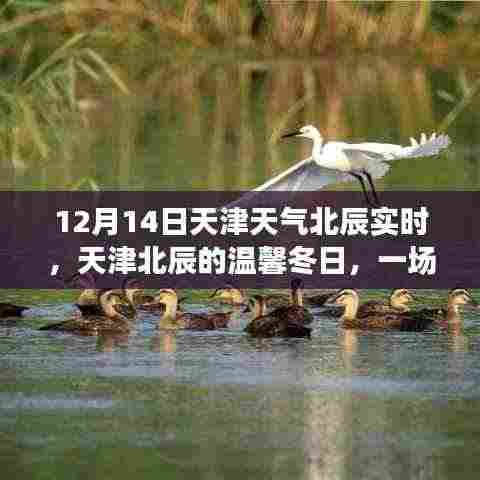 天津北辰冬日趣事,天气引发的温馨与趣味