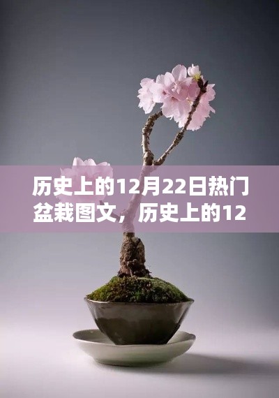 历史上的盆栽盛景,12月22日的盆栽图文回顾