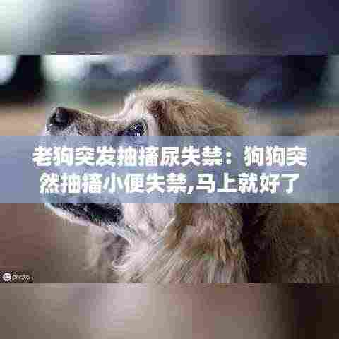 老狗突发抽搐尿失禁：狗狗突然抽搐小便失禁,马上就好了,很能吃 