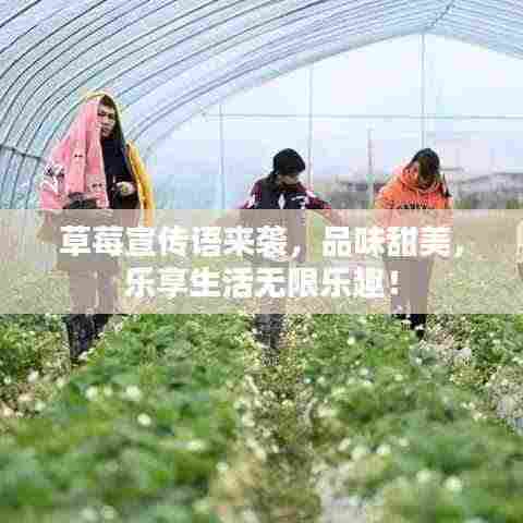 草莓宣传语来袭,品味甜美,乐享生活无限乐趣!
