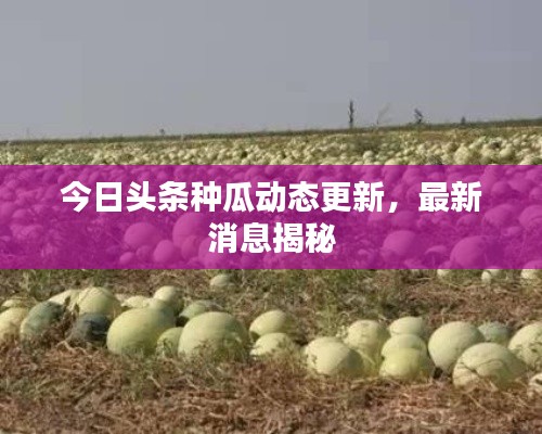 今日头条种瓜动态更新，最新消息揭秘