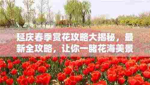 延庆春季赏花攻略大揭秘,最新全攻略,让你一睹花海美景