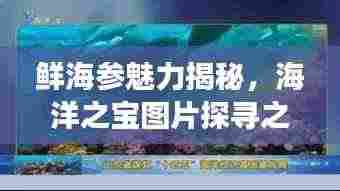 鲜海参魅力揭秘，海洋之宝图片探寻之旅