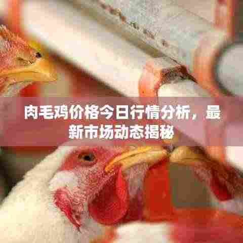 肉毛鸡价格今日行情分析,最新市场动态揭秘