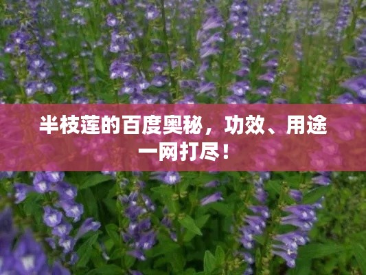 半枝莲的百度奥秘,功效、用途一网打尽!