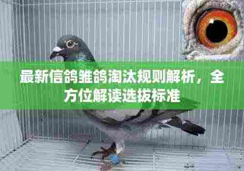 最新信鸽雏鸽淘汰规则解析,全方位解读选拔标准