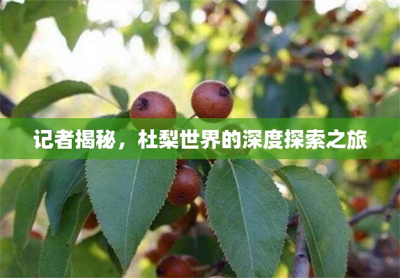 记者揭秘,杜梨世界的深度探索之旅