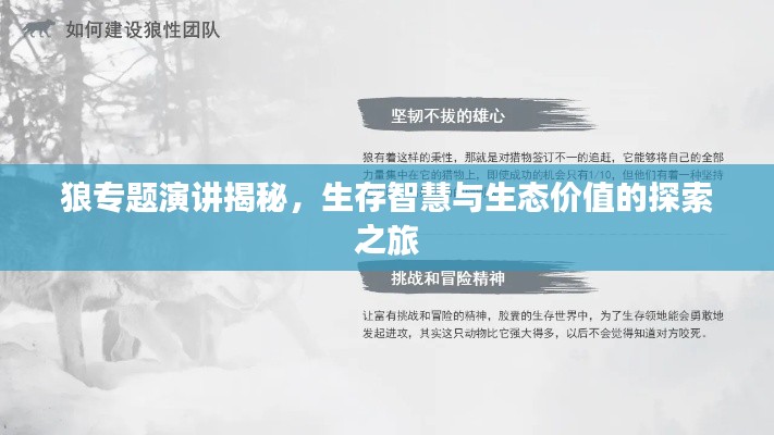 狼专题演讲揭秘,生存智慧与生态价值的探索之旅