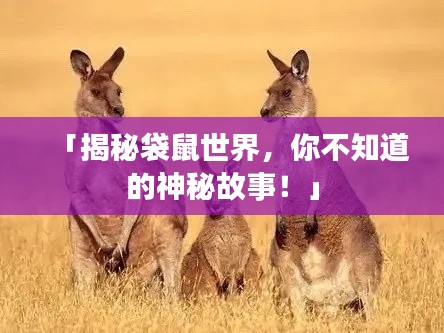 「揭秘袋鼠世界,你不知道的神秘故事!」