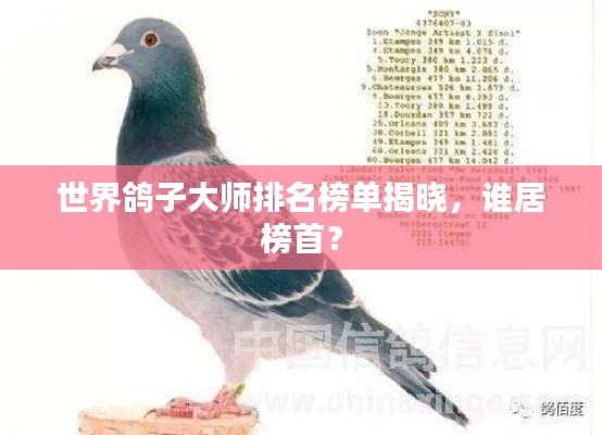 世界鸽子大师排名榜单揭晓,谁居榜首?